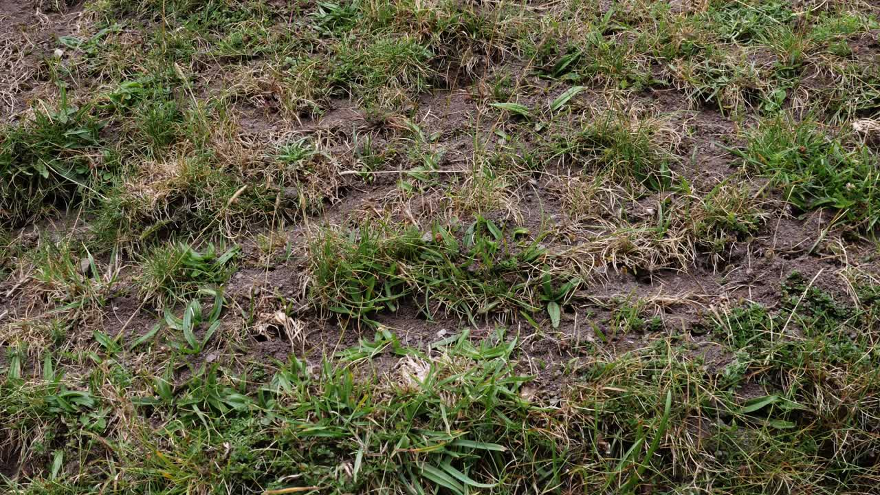 Close-up view of patchy grass and exposed soil