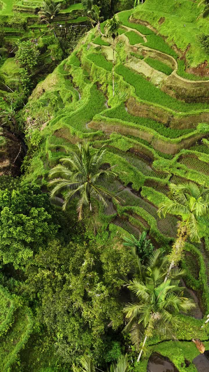 Iconic rice field terraces, aerial vertical view
