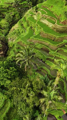 iconic rice field terraces, aerial vertical view