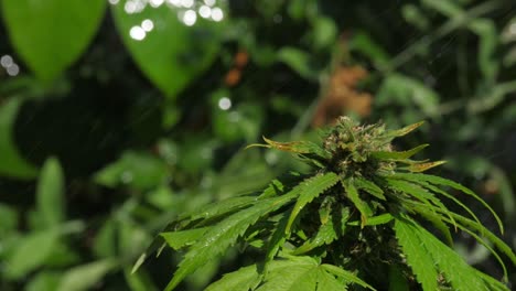 marijuana leaves and bud being irrigated