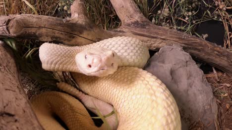 Albina-Serpiente-De-Cascabel-Occidental-De-Espalda-De-Diamante-Traqueteo-Y-Movimiento-De-La-Lengua-Acercándose-A-La-Cámara-Pov-Muy-Cerca-Slomo