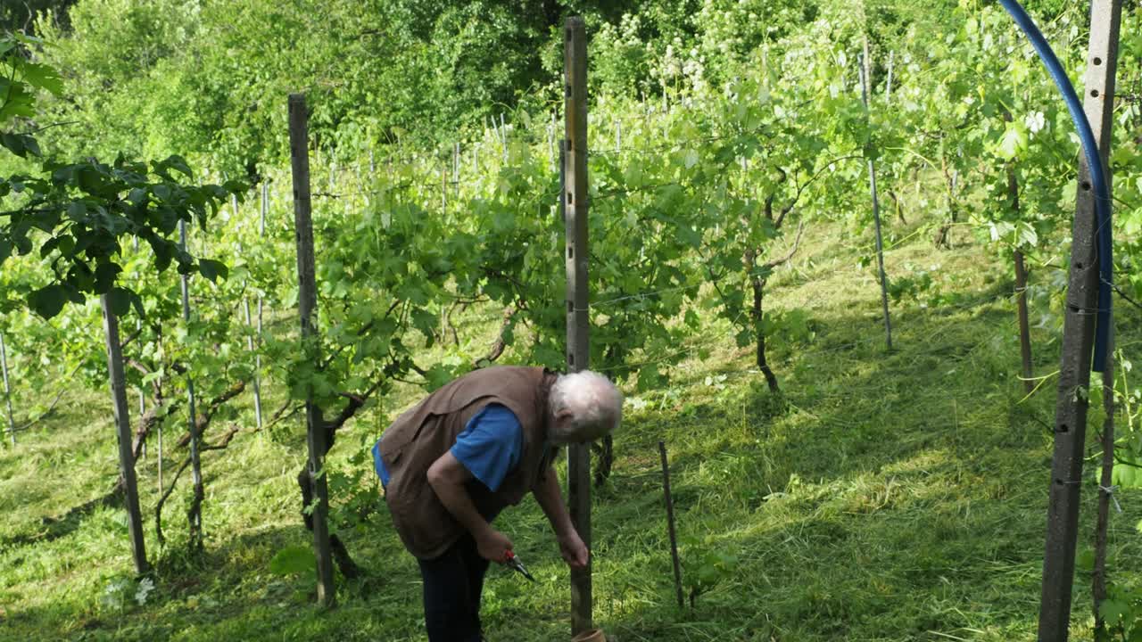 Vineyard workers mowing sloped terrain, maintaining grapevines and landscape amid rolling Italian hills