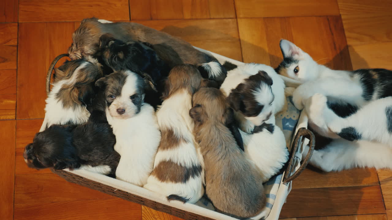 una caja de lindos cachorritos en el suelo