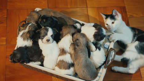 a box of cute little puppies on the floor