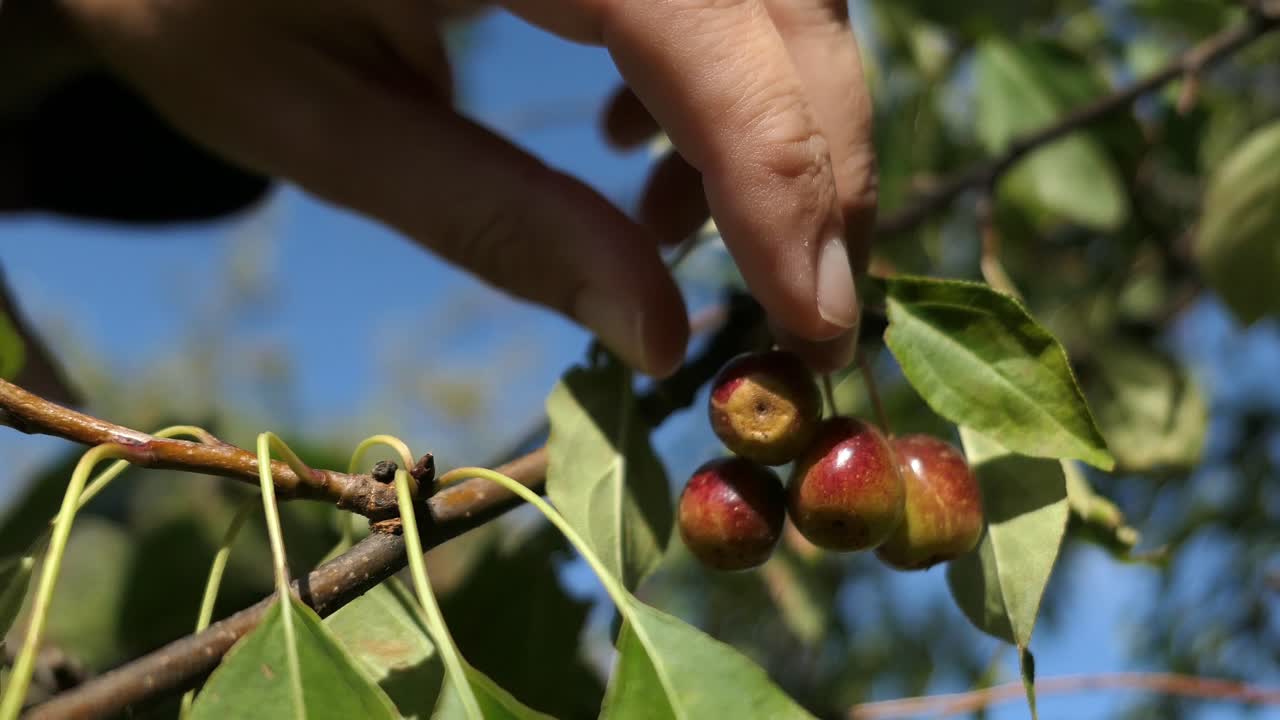 나무 에서 작은 과일 을 채취 하는 사람, 지역 식품 수확 시즌