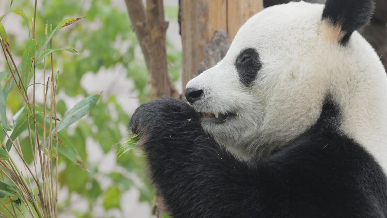 el panda gigante (ailuropoda melanoleuca) también conocido como el oso panda o simplemente el panda, es un oso nativo del sur de china central.