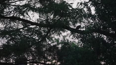 Silhouette-of-a-Little-owl-in-the-tree-branches-jumping-around