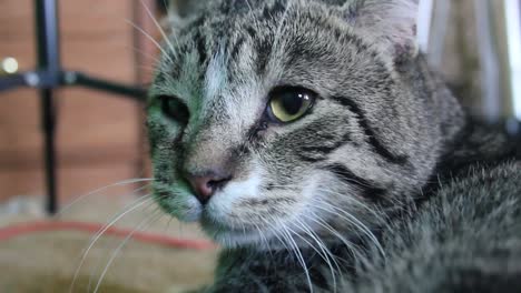 close up of a tabby cats face well laying on the floor