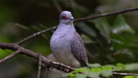 perca de paloma manchada rara en rama de árbol