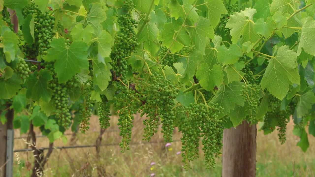 Primo piano di piccoli acini d'uva shiraz acerbi sulla vite in un pittoresco vigneto di McLaren Vale, nel Sud dell'Australia. Perfetto per progetti su vino, viaggi e natura