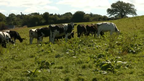 Vacas-En-El-Campo-De-Los-Agricultores