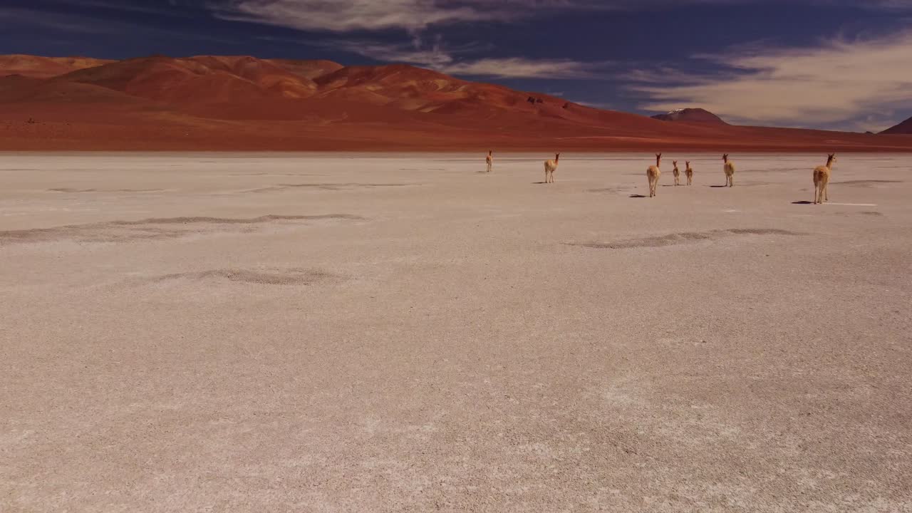 Drone footage of wild vicunas crossing the dry, open plains of the Atacama Desert in Chile. A calm, natural wildlife scene in a remote highland landscape.