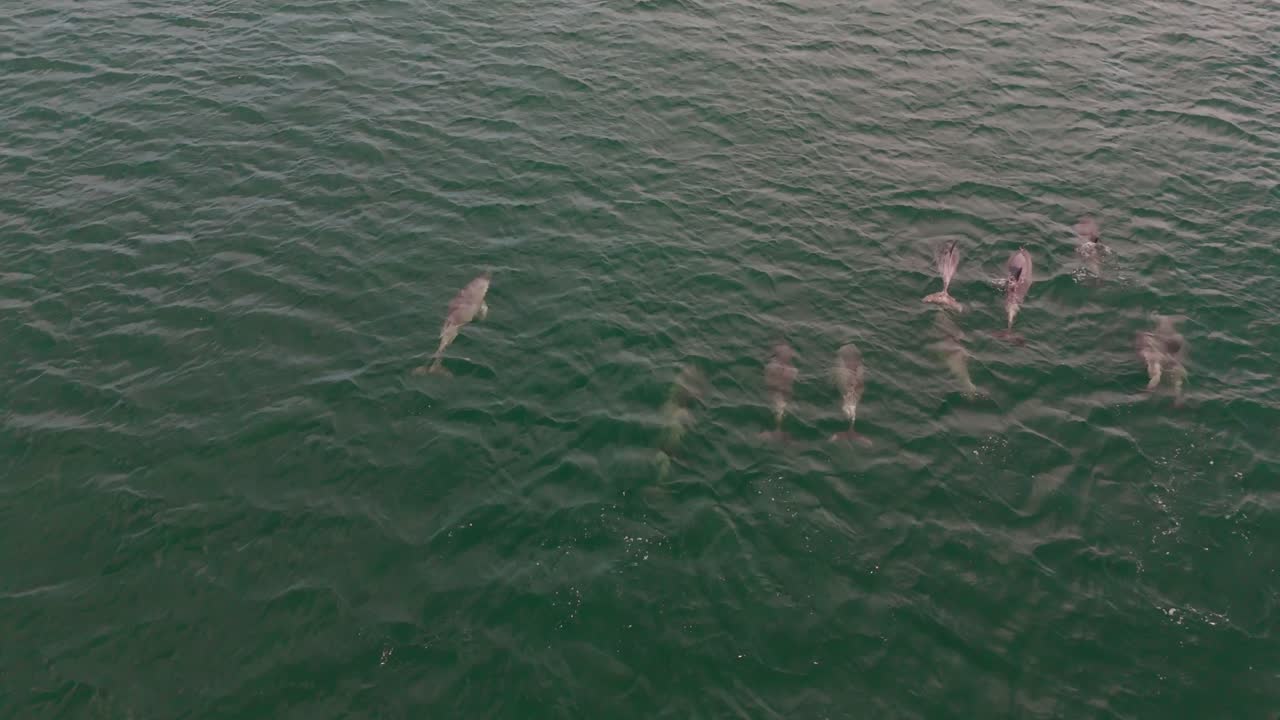 Pod of Dolphins Close up