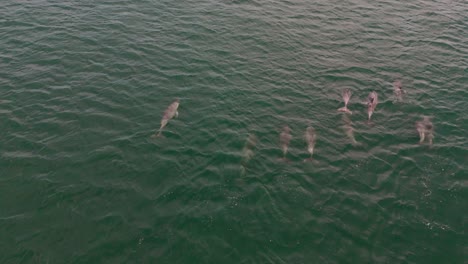 Pod-of-Dolphins-Close-up