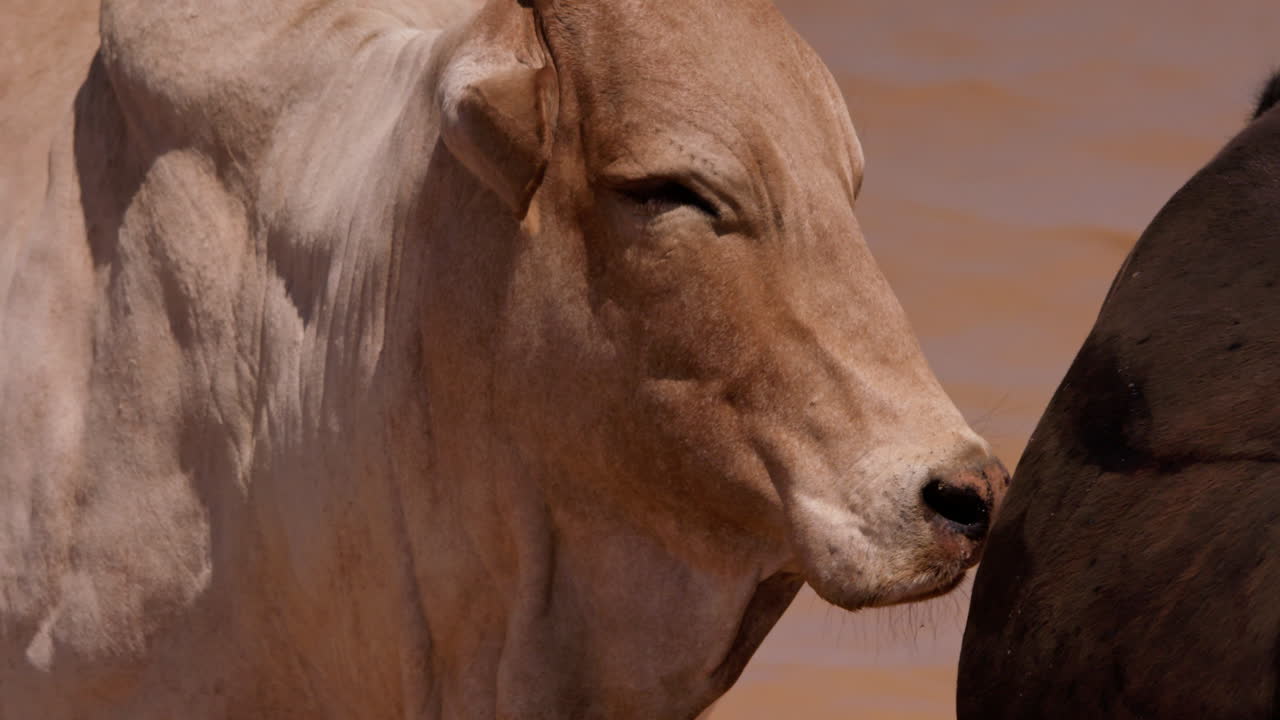 Close up shot of a pregnant boran cattle's body looking around