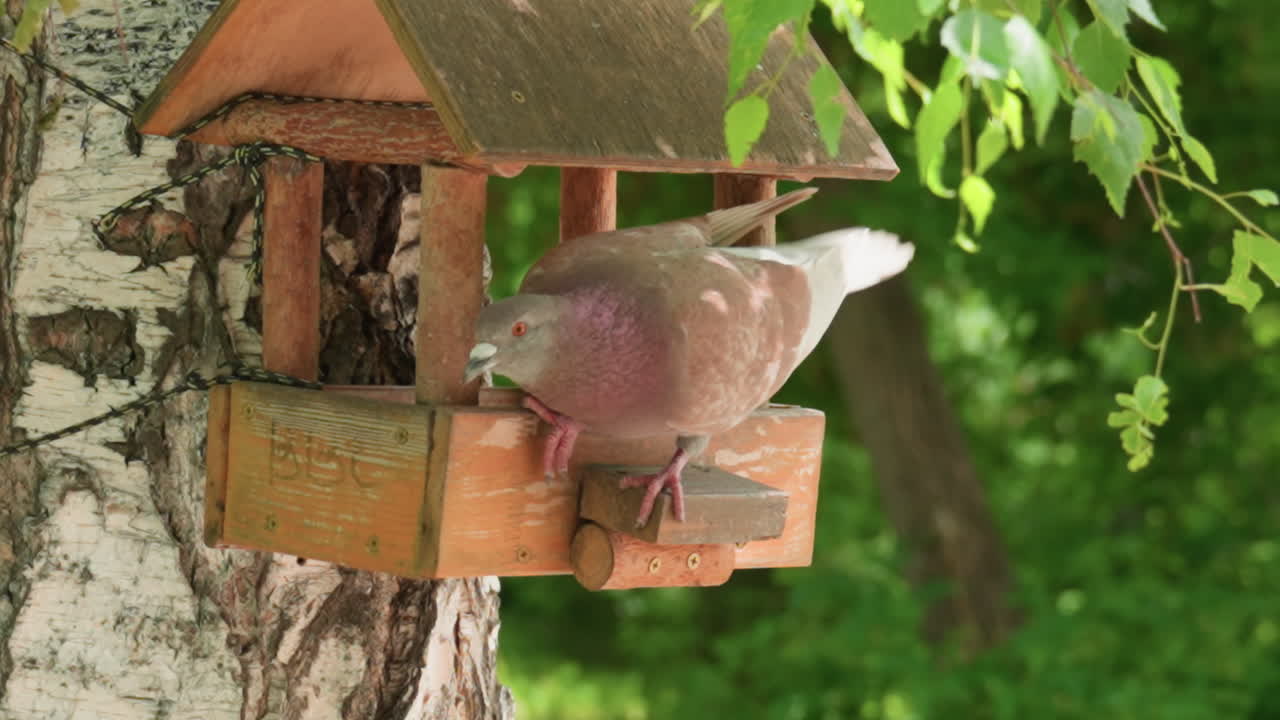Pigeon perched on wooden birdhouse attached to tree, appearing alert and restless before flying away, sunlight illuminating feathers against green leafy background