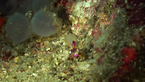 Eclosión-Extravagante-Sepia-Estrecho-De-Lembeh