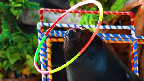 sea lion performs with hula hoops at zoo