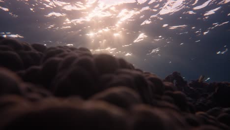 Coral-silhouetted-against-the-moving-surface-of-the-sea-which-is-lit-up-from-the-sunshiine