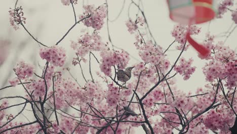 brown-eared bulbul bird perching on sakura tree, pecking on blossoms in spring in tokyo, japan