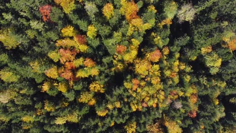 Vista-Aérea-De-Arriba-Hacia-Abajo-Del-Bosque-De-Follaje-Otoñal-Durante-La-Temporada-De-Otoño