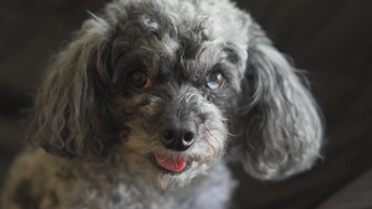An elderly poodle mix bares her teeth in slow motion.