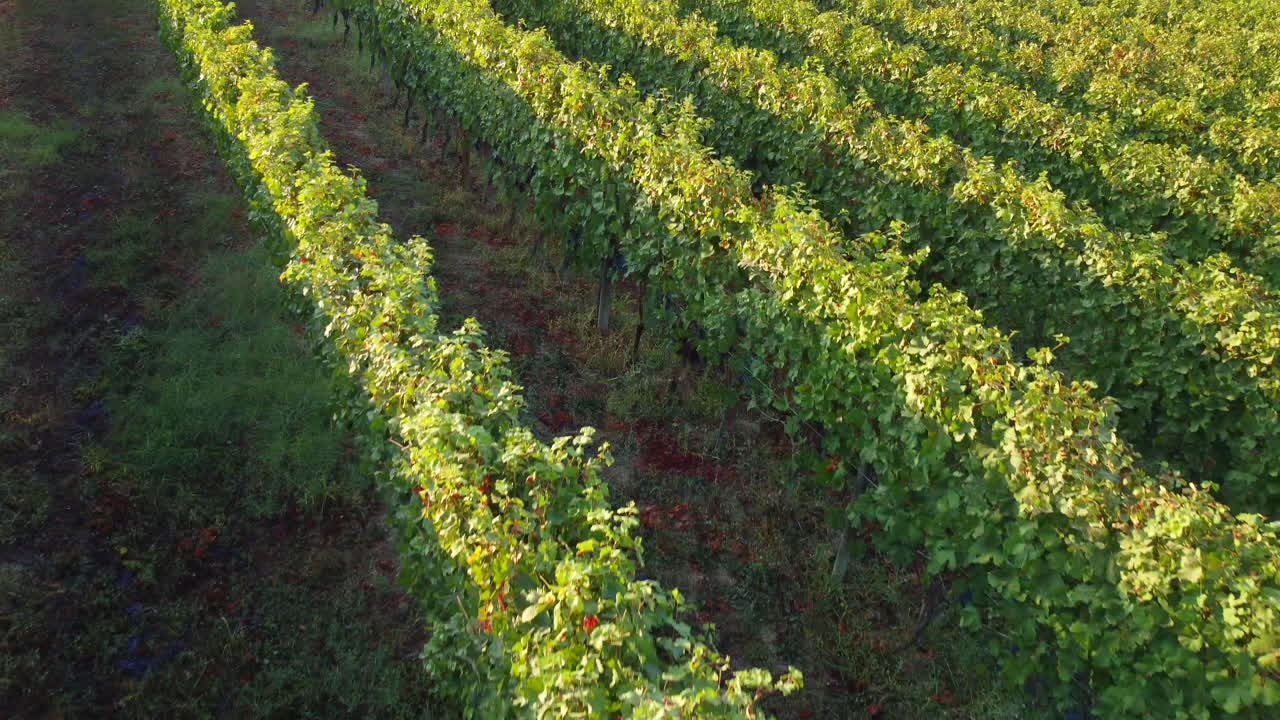 Vista aerea di vigneti agricoli, azienda vinicola nelle Langhe, Piemonte, Italia