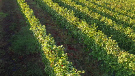 Vista-Aérea-De-La-Agricultura-De-Viñedos,-Granja-De-Producción-De-Vino-En-Langhe,-Piamonte-Italia