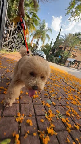dog walking on sidewalk