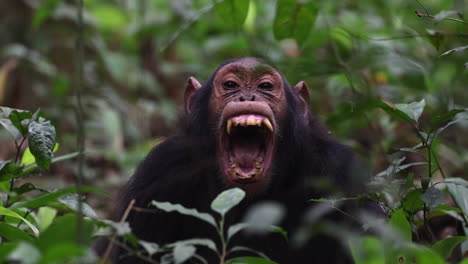 small chimpanzee showing teeth whilst sitting on forest floor of kibale national park, uganda