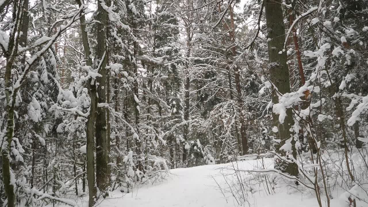 Winter forest tree tops with a lot of snow.