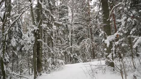 winter forest tree tops with a lot of snow.