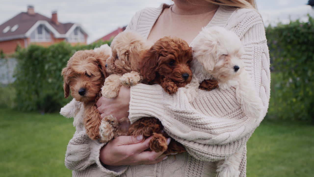 las manos de una mujer en un suéter cálido sostienen un brazo lleno de pequeños cachorros de maltipoo