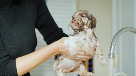 the woman lathers the puppy with shampoo and thoroughly cleans. caring for a cute puppy