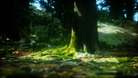 tree roots and sunshine in a green forest