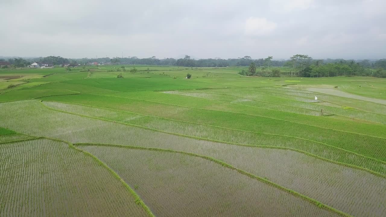 Riprese aeree di un campo di riso allagato