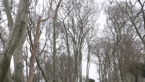 bare trees in a park