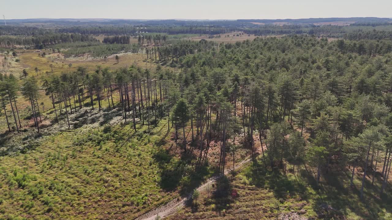 Volo di drone sopra le cime degli abeti e la brughiera della foresta di Wareham, Dorset, con ampie vedute di colline e paesaggi lontani sotto una luce solare intensa in un giorno d'estate.