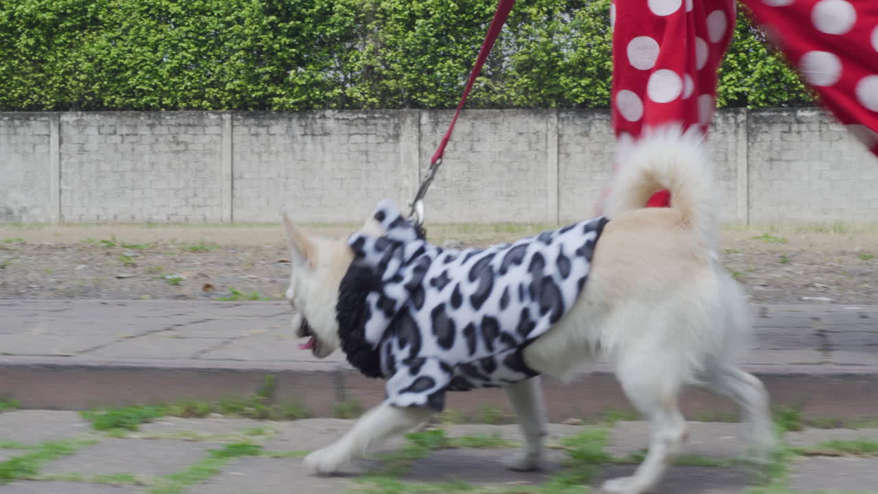 Person with funny dotted pants walking dog with vest, close up follow view