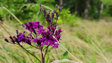 a detailed close-up shot of vibrant purple wildflowers swaying gently in a meadow, showcasing the beauty of nature in full bloom