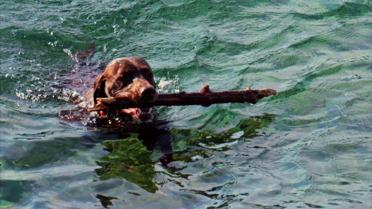 Close up of a brown dog holding a big stick, swimming in the crystal clear water