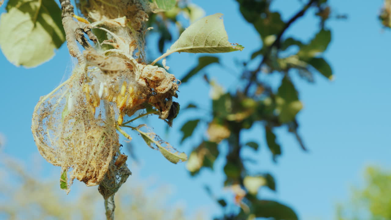 정원에 있는 사과나무 해충에 있는 애벌레 군집은 미래의 수확 4k 비디오를 망칩니다