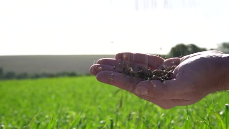 hand picking soil to avaliate the quality