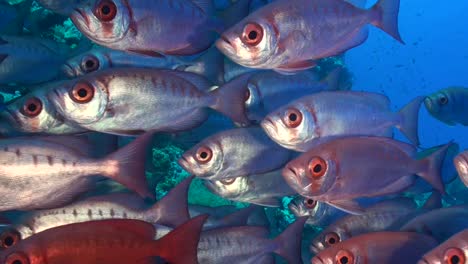 Red-Soldierfish-passing-close-in-front-of-camera-filling-up-entire-frame