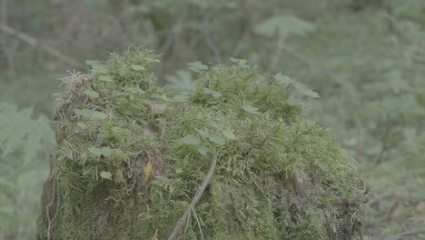 moss-covered tree stump in a forest