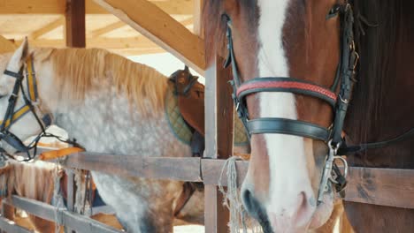 beautiful horses stand in outdoor stall, close-up on animal head