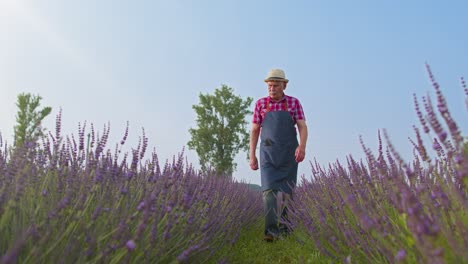 Hombre-Mayor-Abuelo-Agricultor-Cultivando-Plantas-De-Lavanda-En-El-Jardín-De-Hierbas,-Actividades-De-Jubilación