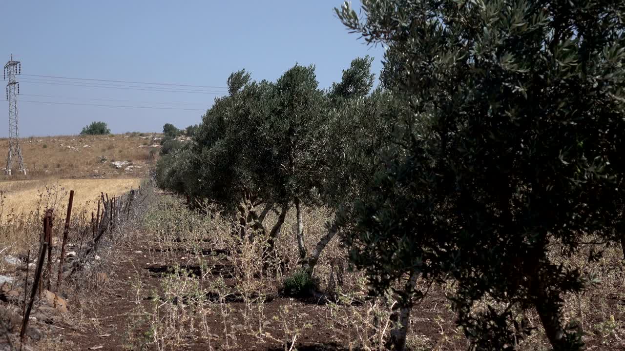 pan lento de los olivos al paisaje seco en israel