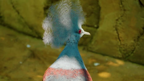 victoria crowned pigeon shows off its beautiful blue crest