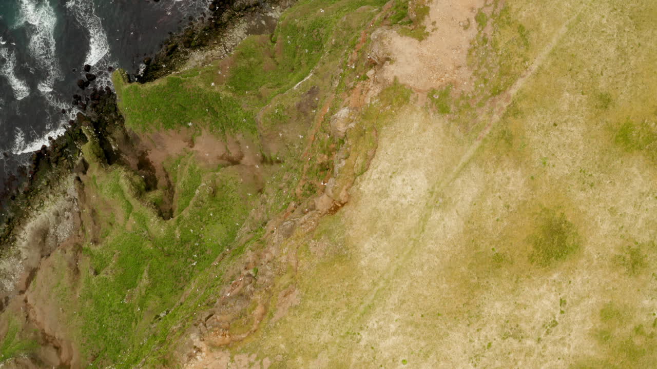 colonia de aves marinas